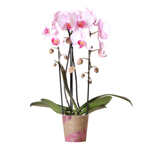 Niagara Fall orchidee lichtroze